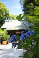 二宮神社と紫陽花