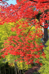 2025_強羅_箱根美術館9