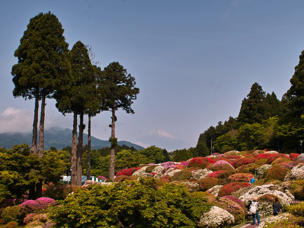 SDIM1004