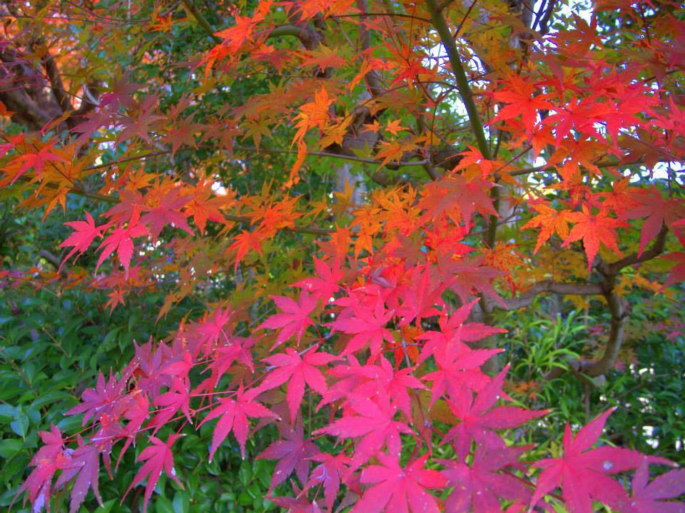 紅葉対決