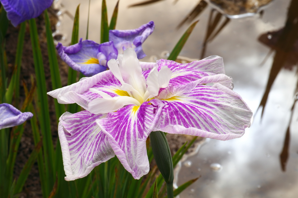 小田原城 あじさい花菖蒲まつり 2015