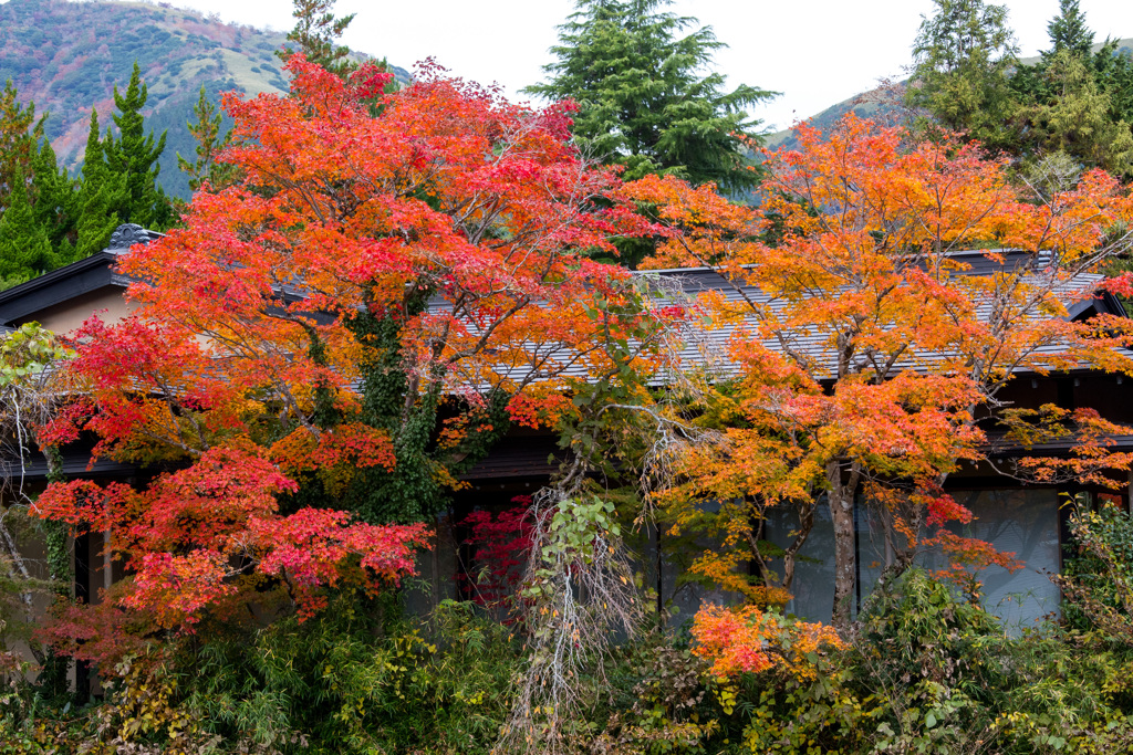 2025/11/12_仙石原の紅葉5