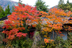 2025/11/12_仙石原の紅葉5