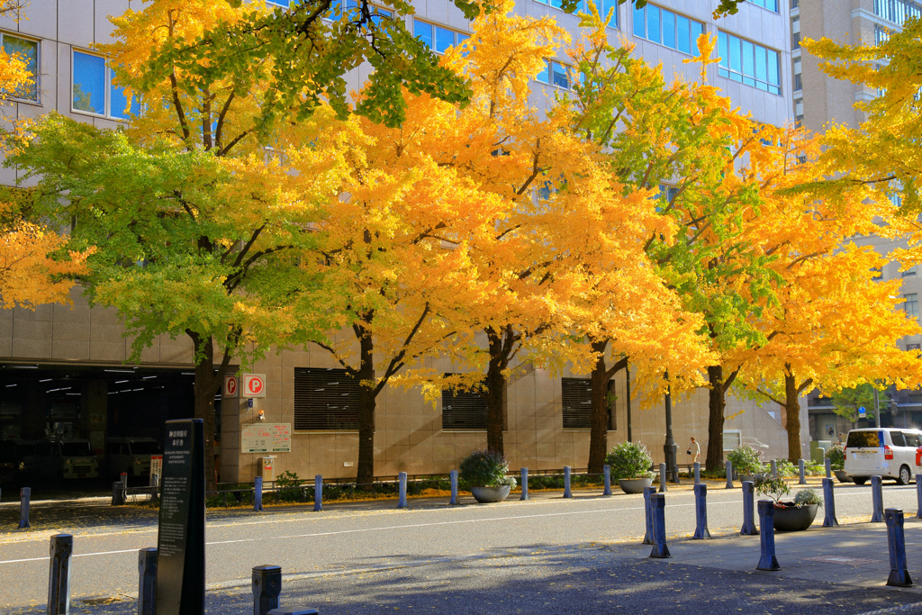 2025＿秋の横浜散策_銀杏並木２