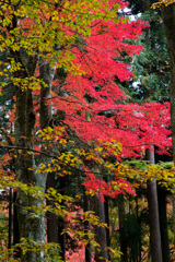 2025/11/12_仙石原の紅葉