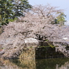 小田原城の桜_1