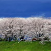 空と桜と白サギと