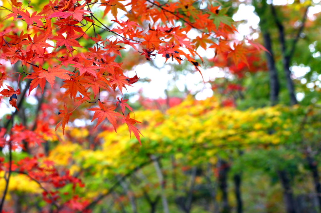 箱根強羅美術館20111109_7