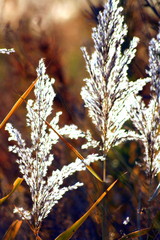 [冬支度]もしくは輝き