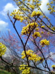 The spring that gets closerⅡ