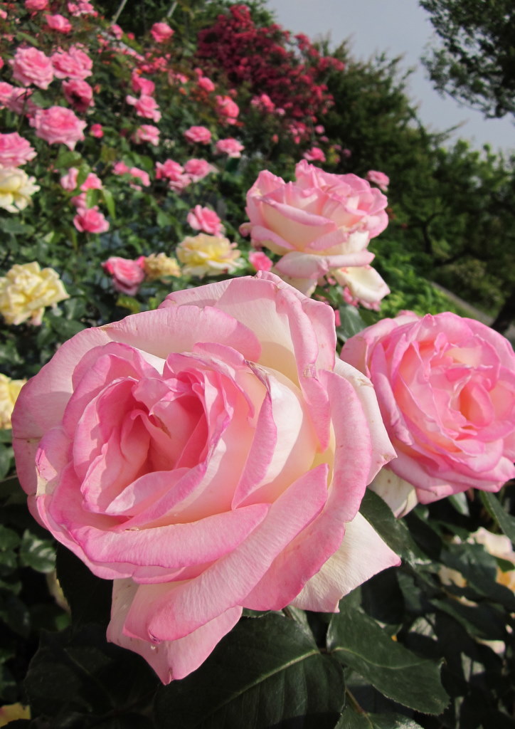 ROSE3