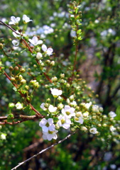 The spring that gets closer