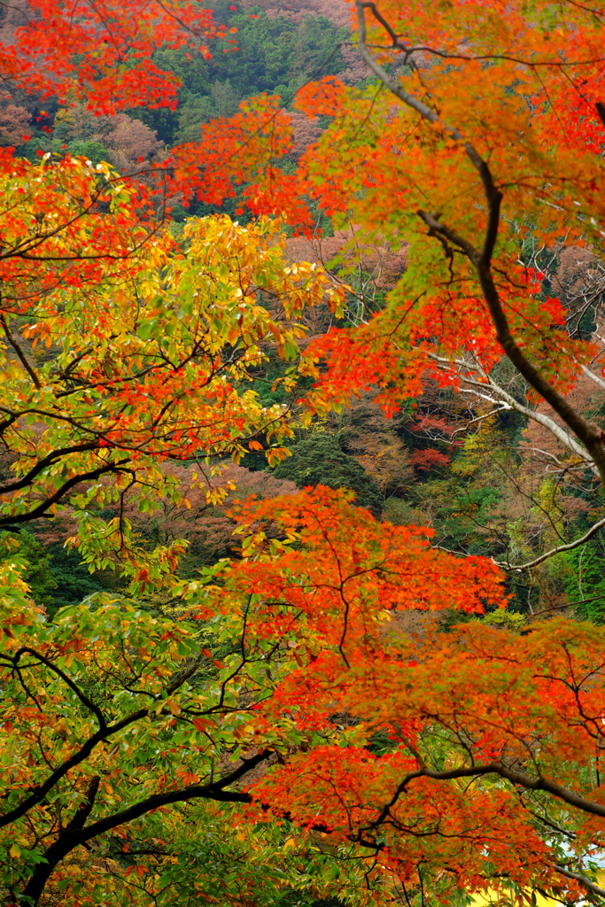 2018箱根紅葉_塔ノ沢