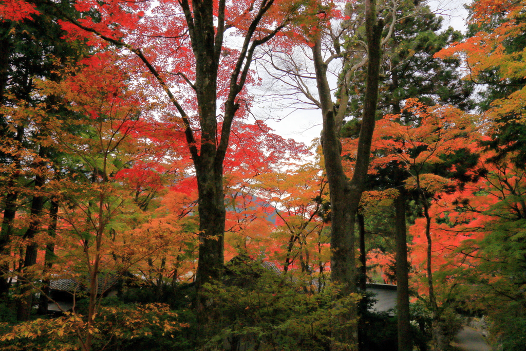 2025/11/12_箱根仙石原2_4