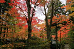 2025/11/12_箱根仙石原2_4