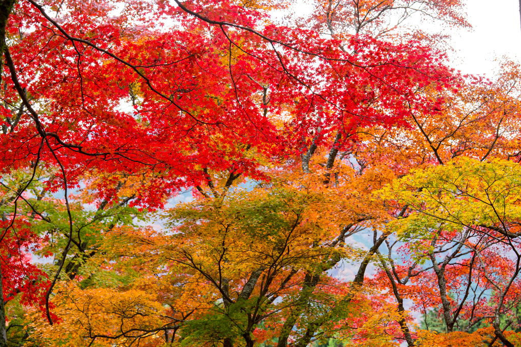 2025/11/12_仙石原の紅葉３