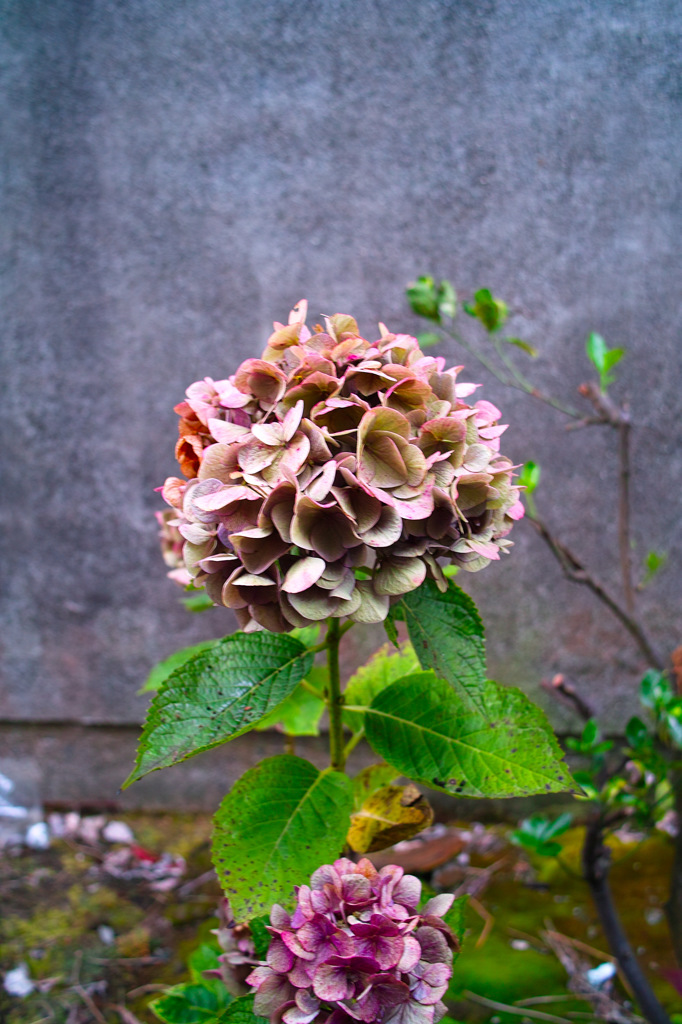 朽ちかけの美学