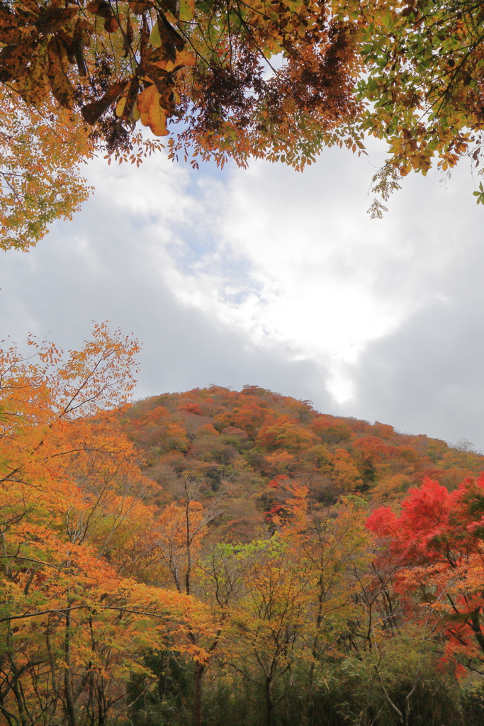 2025/11/12_箱根仙石原2_6