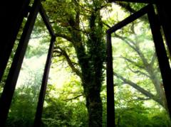 雨