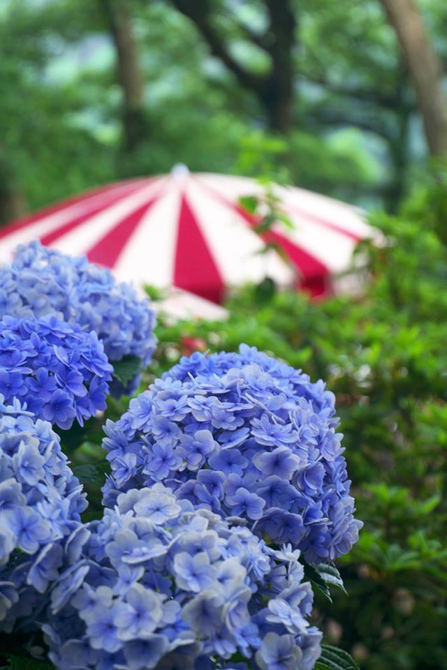 鎌倉・樹ガーデン・紫陽花