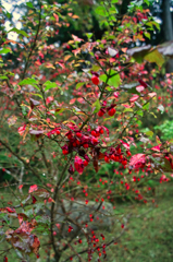 箱根２０１４紅葉