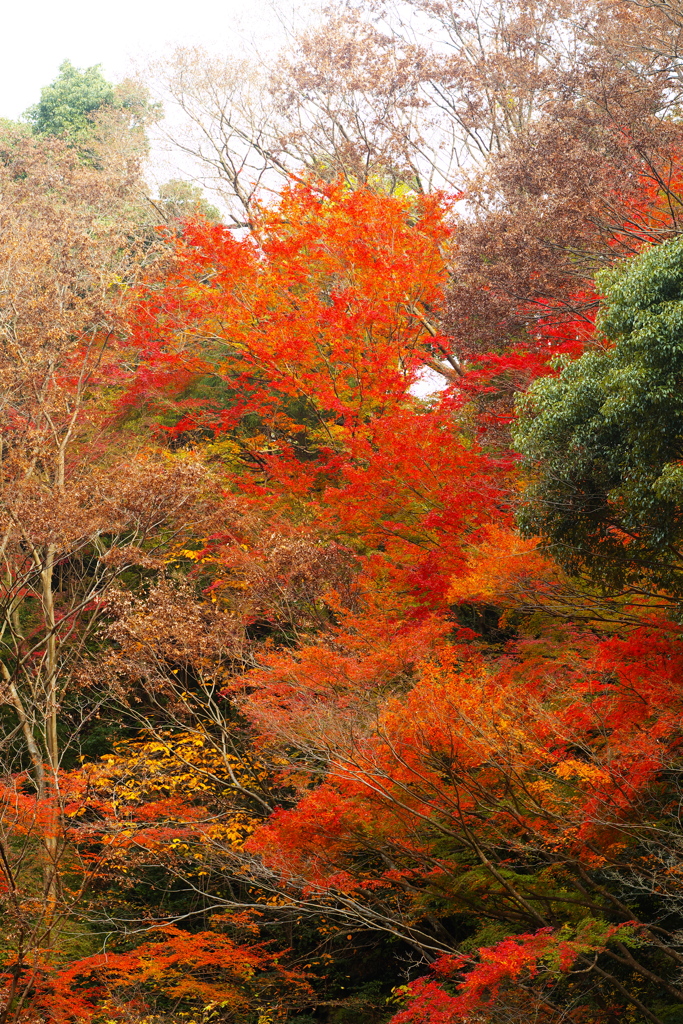 2018箱根紅葉_塔ノ沢