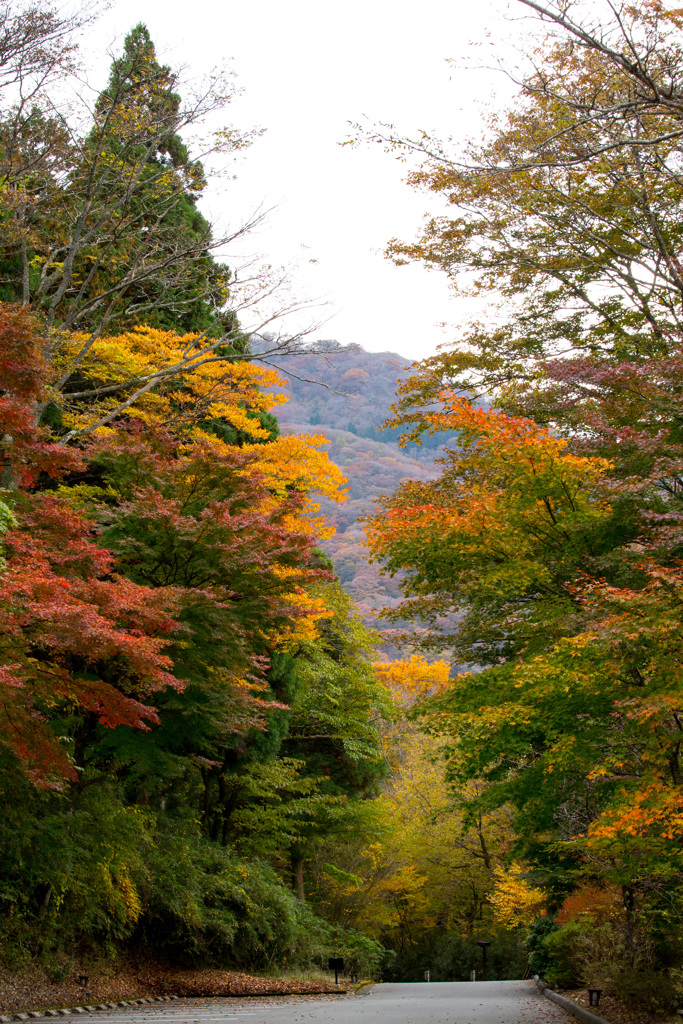 2025/11/12_仙石原の紅葉10