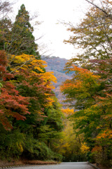 2025/11/12_仙石原の紅葉10