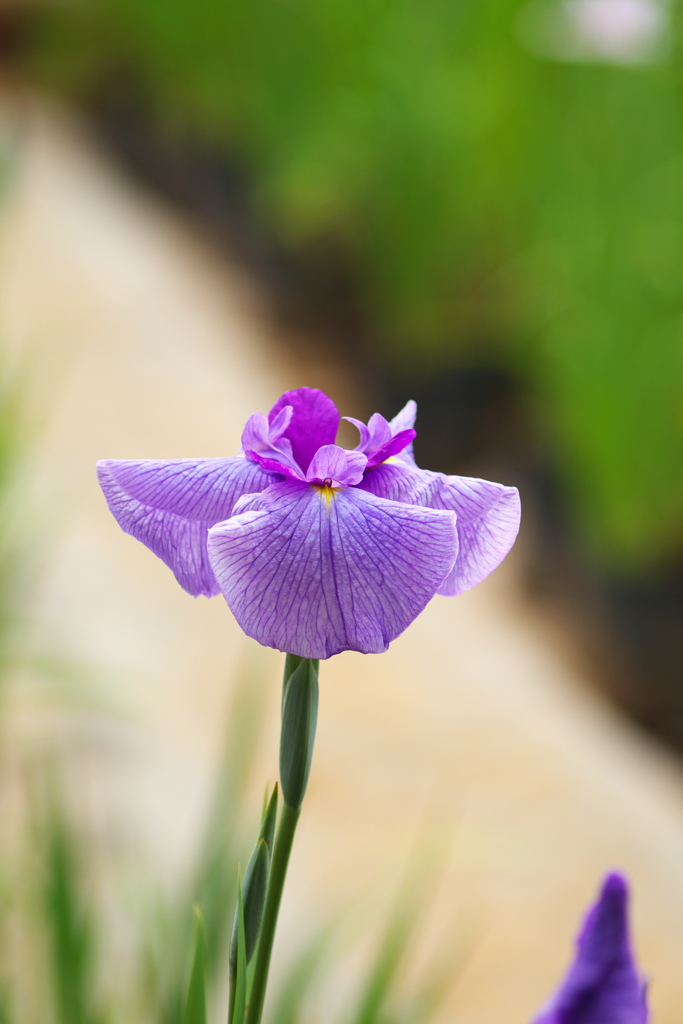 小田原城址の花菖蒲