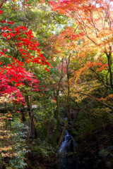 2025_湯河原_万葉公園_紅葉ver2