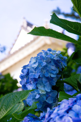 小田原城の紫陽花2