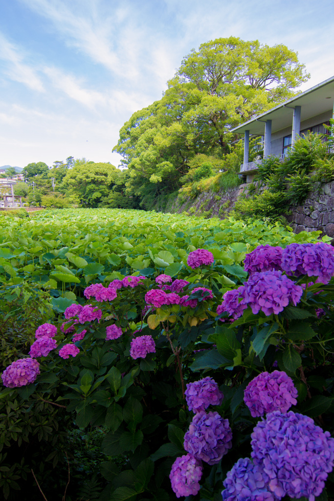 小田原城の紫陽花