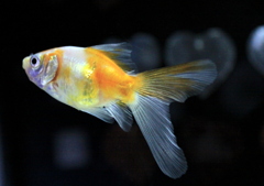 A tail of the heartⅡ