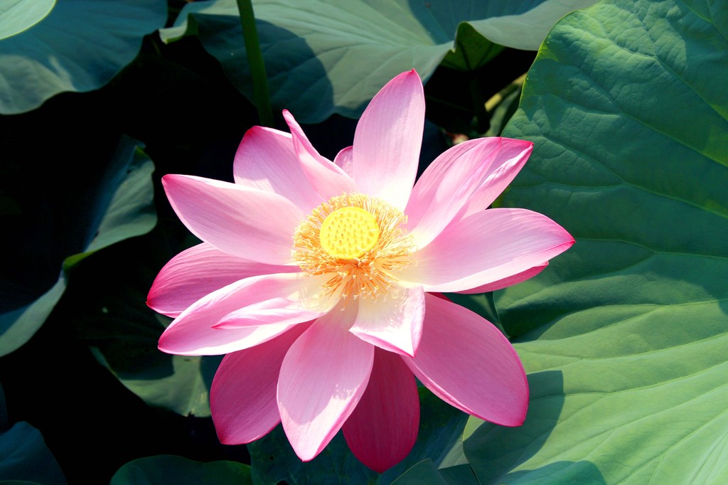 LOTUS