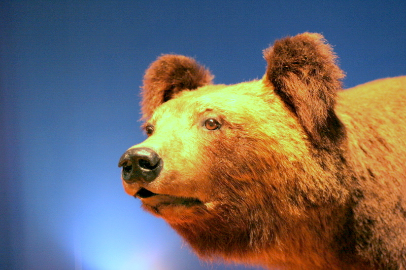 A stuffed animal BEAR