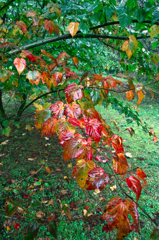 箱根２０１４紅葉