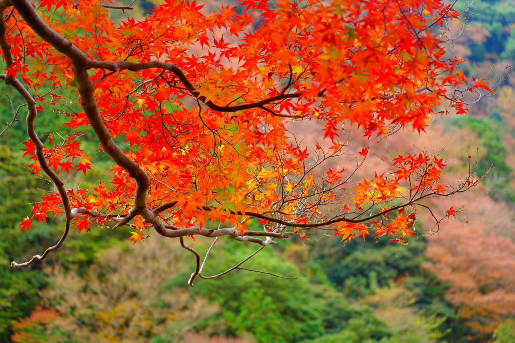 2018箱根紅葉_塔ノ沢