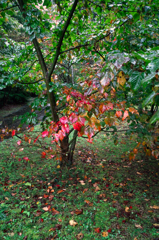 箱根２０１４紅葉