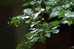 恵みの雨