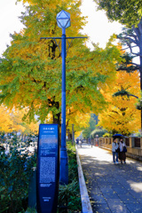 2025＿秋の横浜散策_銀杏