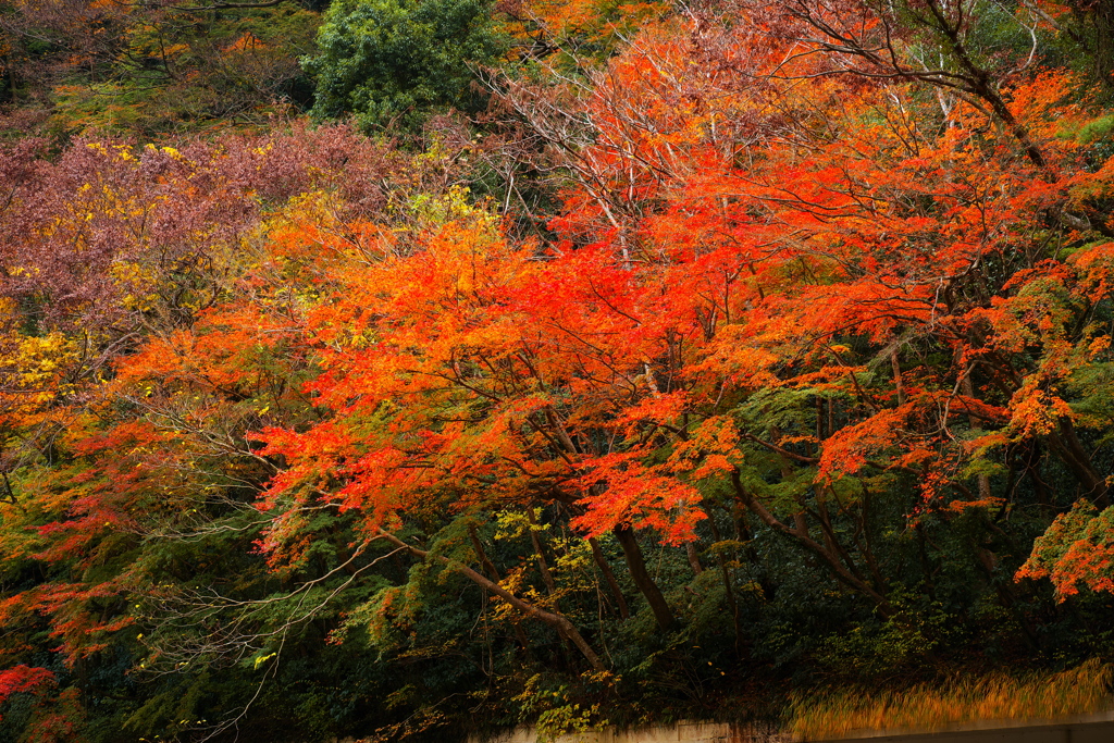 2018箱根紅葉_函嶺洞門