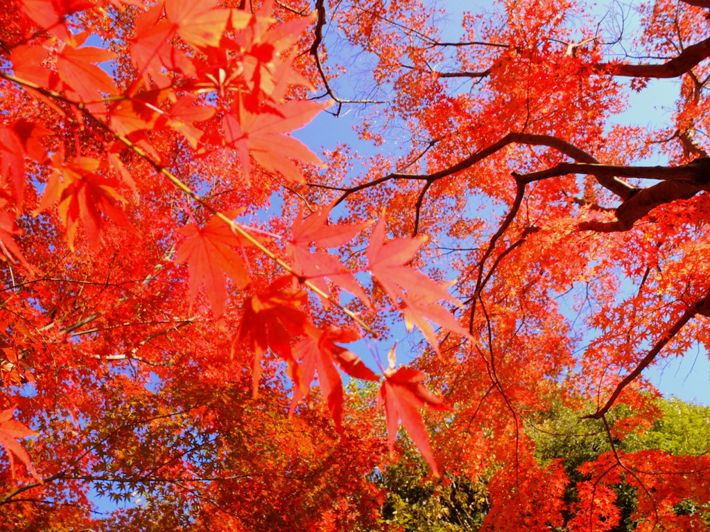 ROSSO！ROSSO！