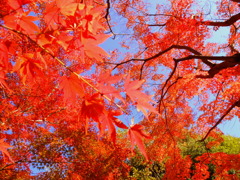 ROSSO！ROSSO！