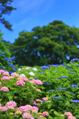 雨の合間の_3
