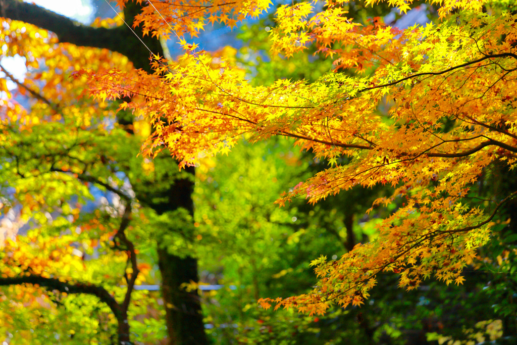 2025_湯河原万葉公園周辺7
