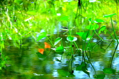 夏 湿生花園