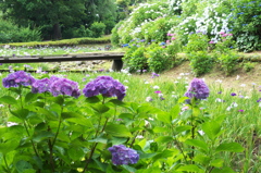 小田原城 あじさい花菖蒲まつり 2015