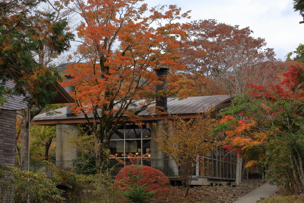 2025/11/12_箱根仙石原2_13