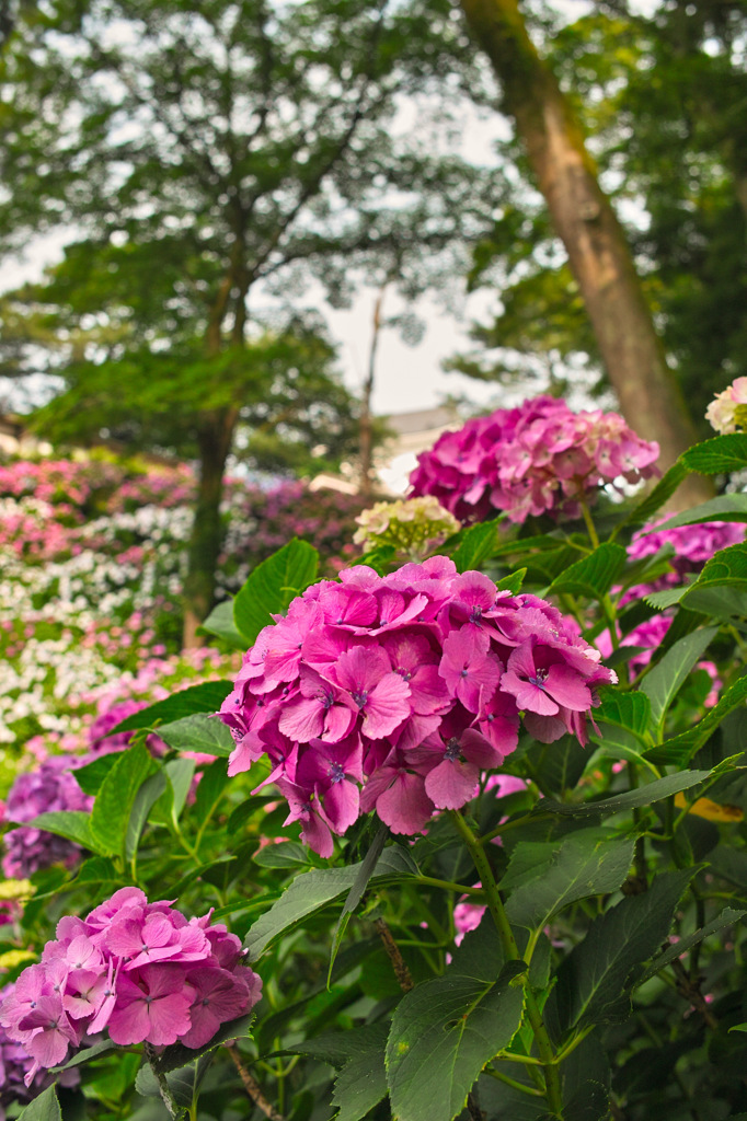 小田原城_紫陽花