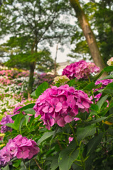 小田原城_紫陽花